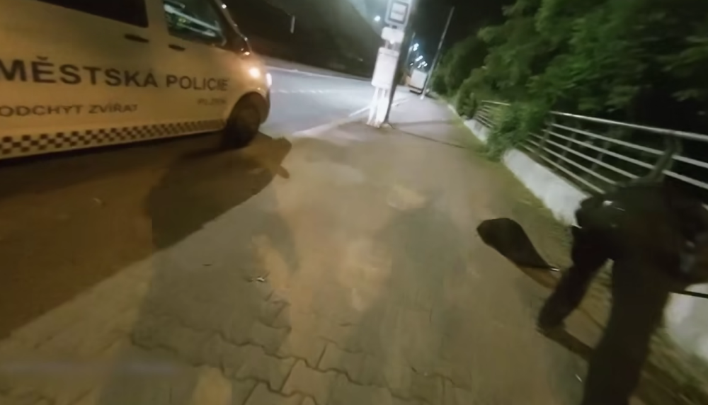 VIDEO: Tady normálně běhá bobr, líčil šokovaný muž. Zavalitý hlodavec si vykračoval kousek od hlavního nádraží