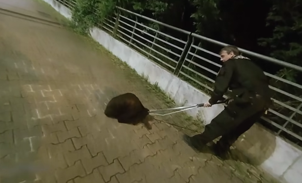 VIDEO: Tady normálně běhá bobr, líčil šokovaný muž. Zavalitý hlodavec si vykračoval kousek od hlavního nádraží