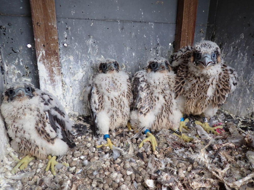 Sokolí pár vyseděl na obřím komíně v Dukovanech čtyři zdravá mláďata. Jmenují se podle zlatých hokejistů