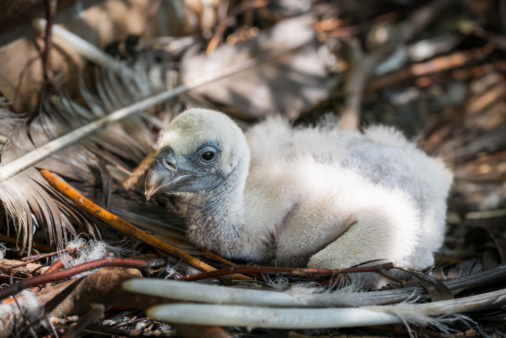 V Safari Parku Dvůr Králové se vylíhla dvě mláďata supů. Poprvé v jeho historii