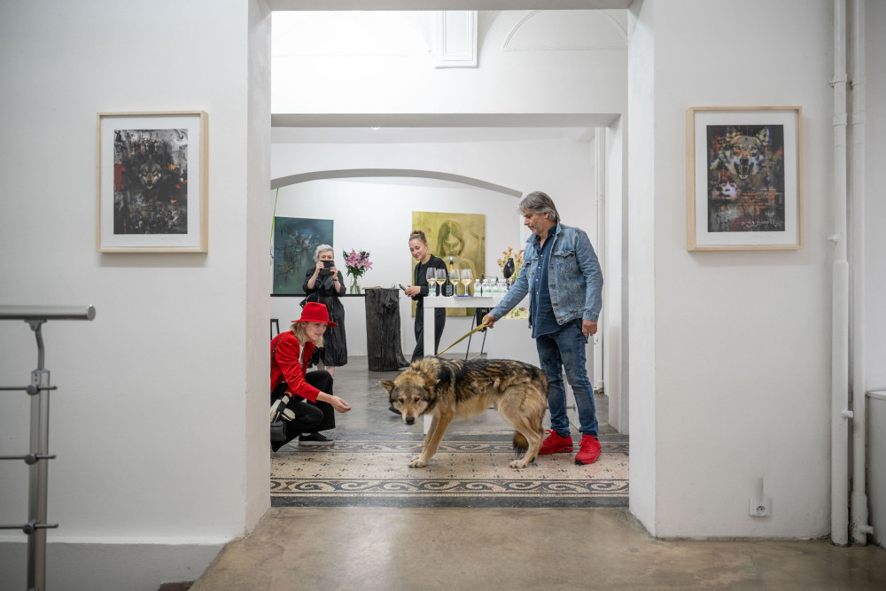 Pražská galerie měla na výstavě v kleci živé vlky, inspekce je zabavila. Jsou na to cvičení, brání se majitelka prostoru