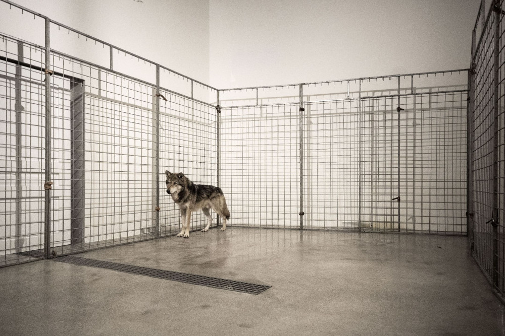 Pražská galerie měla na výstavě v kleci živé vlky, inspekce je zabavila. Jsou na to cvičení, brání se majitelka prostoru