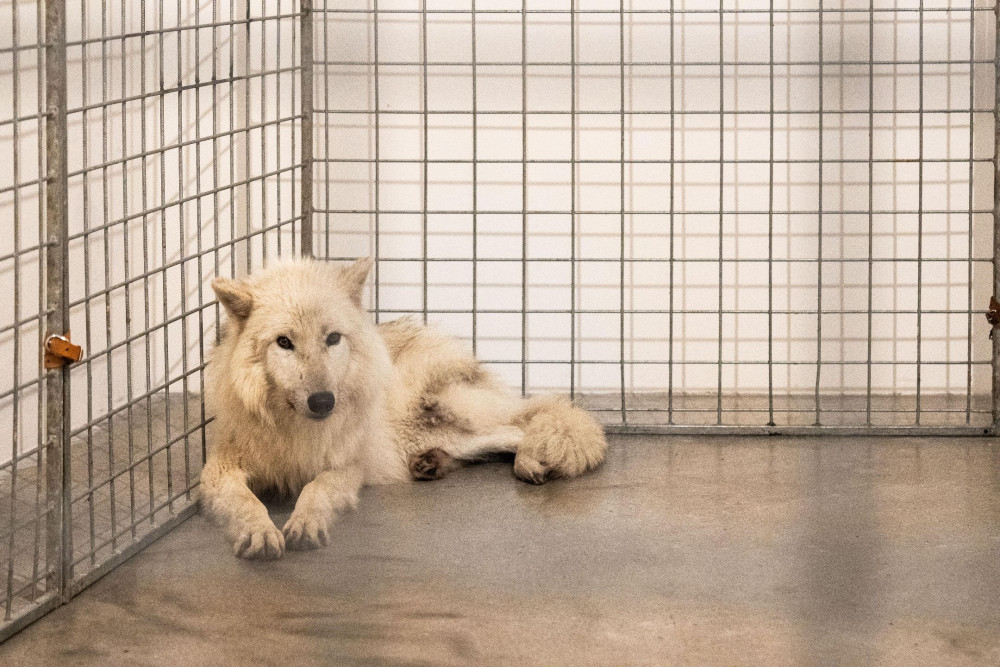 Pražská galerie měla na výstavě v kleci živé vlky, inspekce je zabavila. Jsou na to cvičení, brání se majitelka prostoru