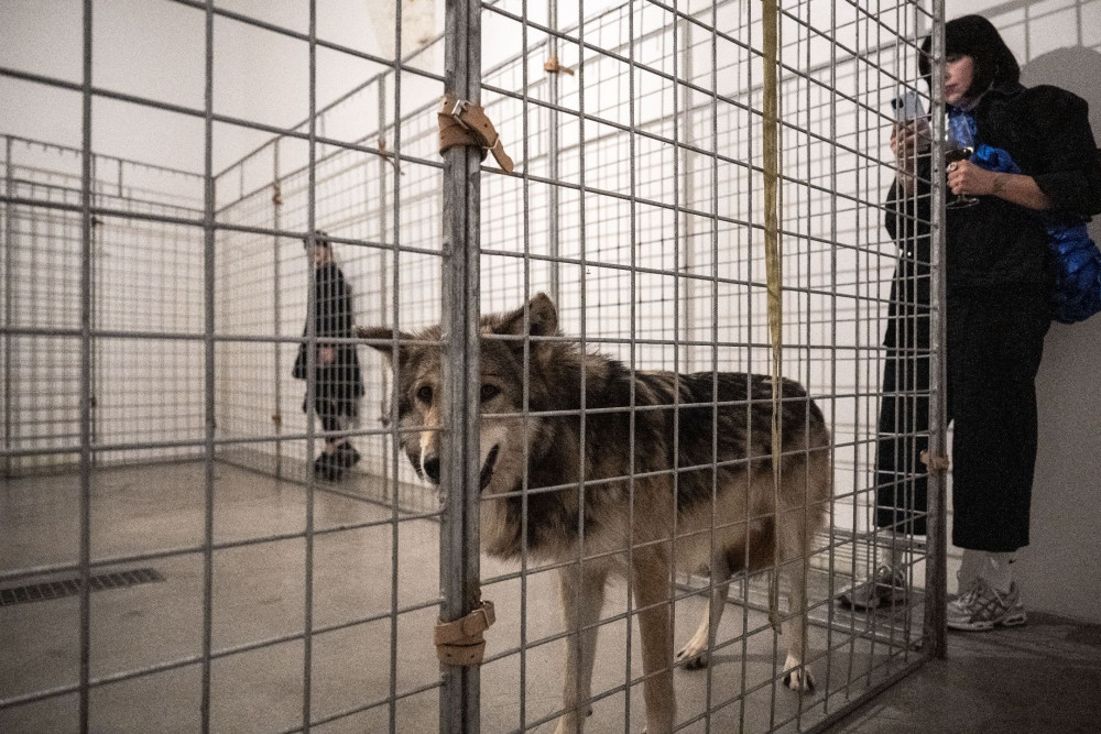 Pražská galerie měla na výstavě v kleci živé vlky, inspekce je zabavila. Jsou na to cvičení, brání se majitelka prostoru