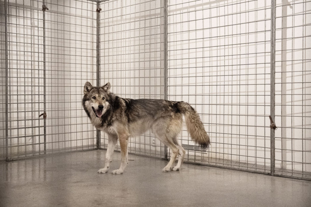 Pražská galerie měla na výstavě v kleci živé vlky, inspekce je zabavila. Jsou na to cvičení, brání se majitelka prostoru