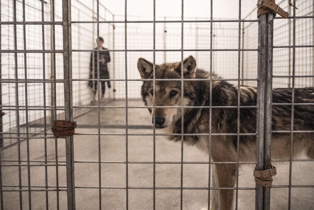 Pražská galerie měla na výstavě v kleci živé vlky, inspekce je zabavila. Jsou na to cvičení, brání se majitelka prostoru