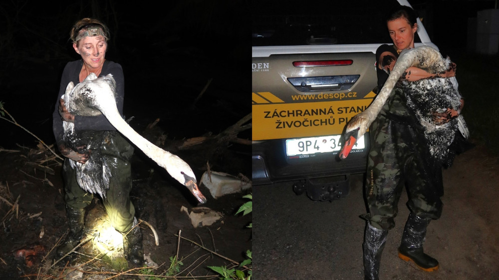 Dvě statečné ženy dokázaly labutě zachránit z bahna doslova na poslední chvíli