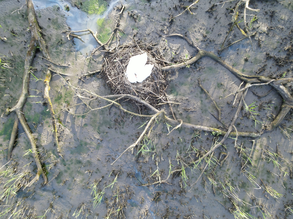 Hluboké bahno po přívalových lijácích uvěznilo v mokřadu labutí rodinu s mláďaty