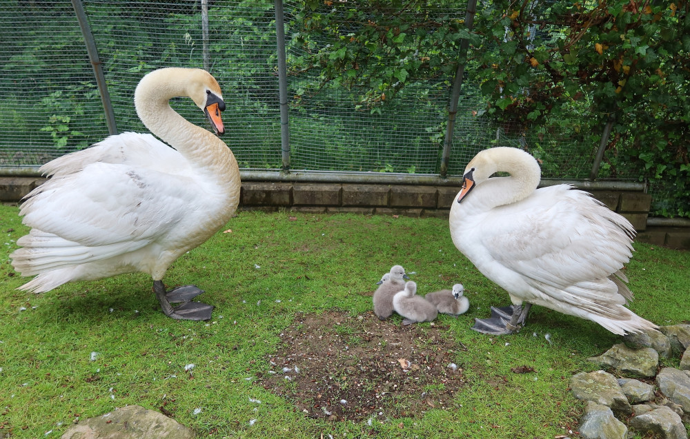 Labutí rodina při ozdravním pobytu v záchranné stanici