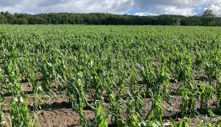 Krupobití ničilo úrody, škody jdou do milionů