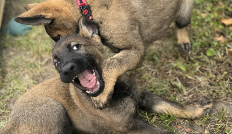 Policie má dvě nové posily do kynologické jednotky. Jde o devítitýdenní štěňata