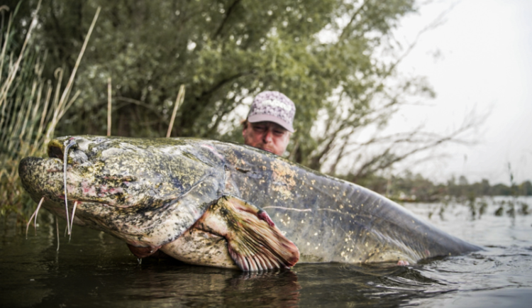 Český rekord: Jakub Vágner drží nový rekord v lovu sumců