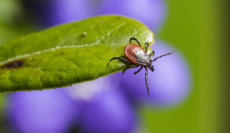 Aktivita klíšťat je rekordní a počet nemocných roste. S ochranou pomohou repelenty, správné oblečení i očkování.