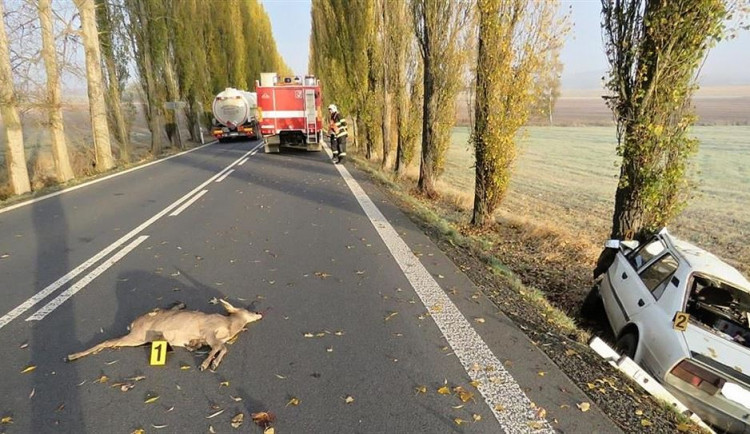 Srny a divočáci pod koly aut. Nejvíce podobných nehod je kolem Jičína a u Hradce Králové