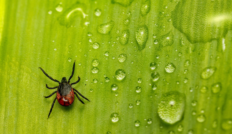Klíšťata mají pré. Česká republika má nejvíce případů encefalitidy v Evropě