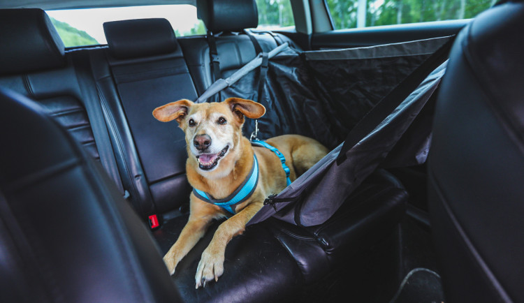 Jedete se psem na dovolenou? Jak správně převážet naše čtyřnohé mazlíčky?