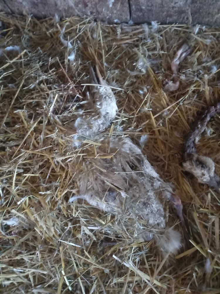 Jihočeští kriminalisté obvinili muže z týrání kachen. Stovky zvířat nechal žít ve vlastním trusu bez jídla a vody