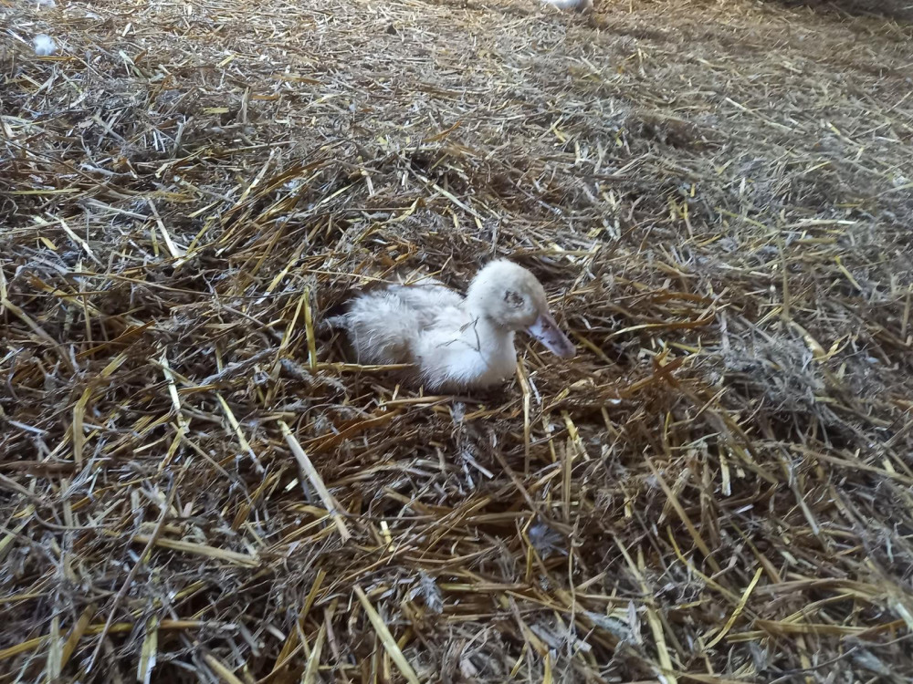 Jihočeští kriminalisté obvinili muže z týrání kachen. Stovky zvířat nechal žít ve vlastním trusu bez jídla a vody