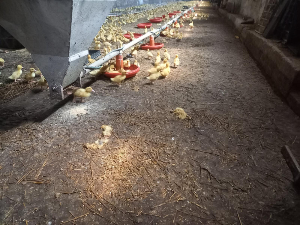 Jihočeští kriminalisté obvinili muže z týrání kachen. Stovky zvířat nechal žít ve vlastním trusu bez jídla a vody