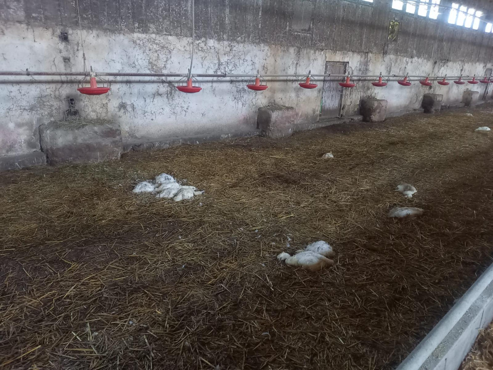 Jihočeští kriminalisté obvinili muže z týrání kachen. Stovky zvířat nechal žít ve vlastním trusu bez jídla a vody