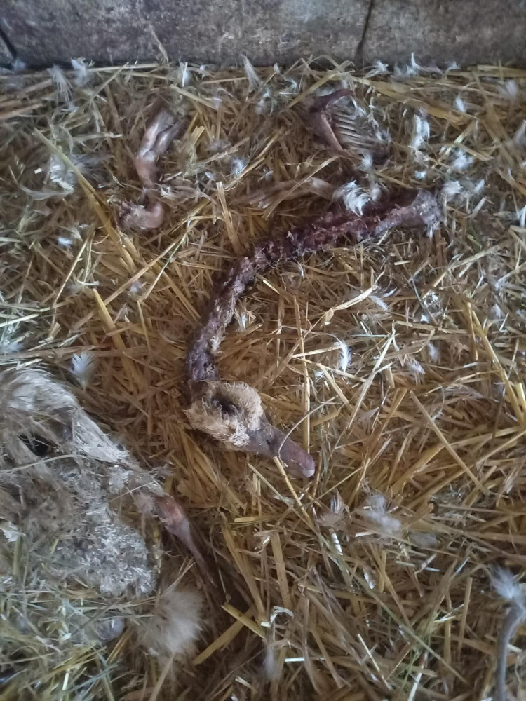 Jihočeští kriminalisté obvinili muže z týrání kachen. Stovky zvířat nechal žít ve vlastním trusu bez jídla a vody