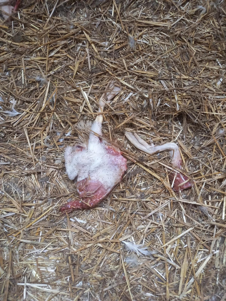 Jihočeští kriminalisté obvinili muže z týrání kachen. Stovky zvířat nechal žít ve vlastním trusu bez jídla a vody