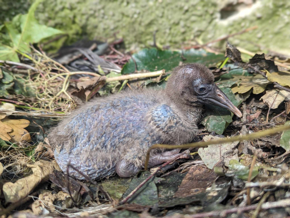 Úspěch po pěti letech. Olomoucká zoo má nové ptačí přírůstky