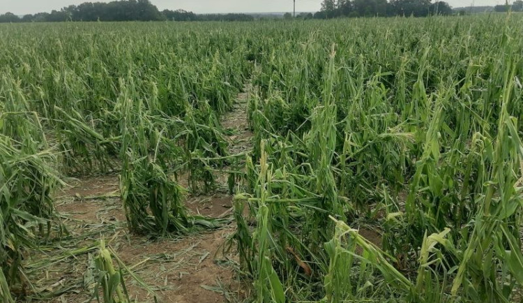 Zemědělci sčítají škody, bouřky sklidily úrodu za stovky milionů