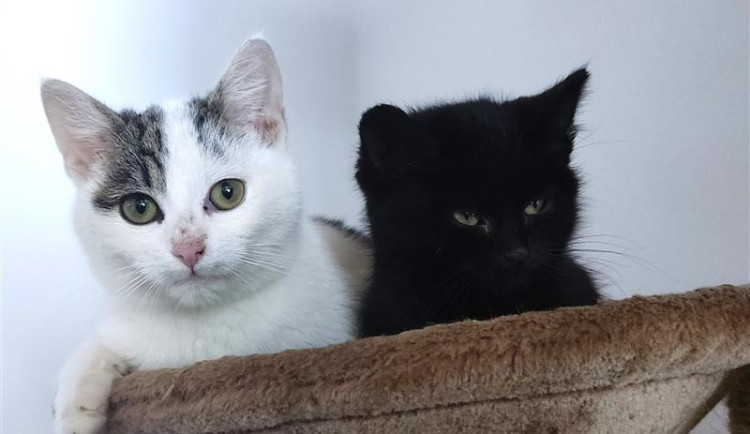 Nezodpovědnost lidí vede k utrpení koček, apelují třinečtí radní. Vyzývají místní, aby kastrovali své mazlíčky