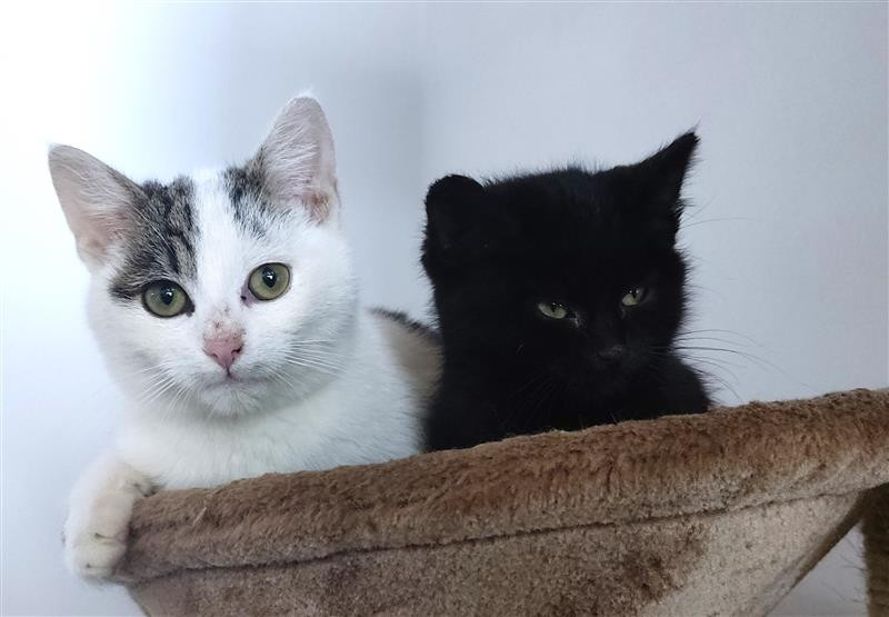 Nezodpovědnost lidí vede k utrpení koček, apelují třinečtí radní. Snaží se přesvědčit místní, aby kastrovali své kočky