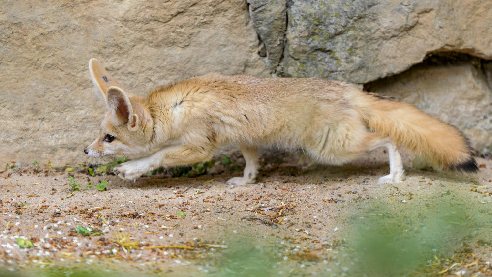 Z pražské zoo utekla samička fenka, přeskočila sklo ve výběhu