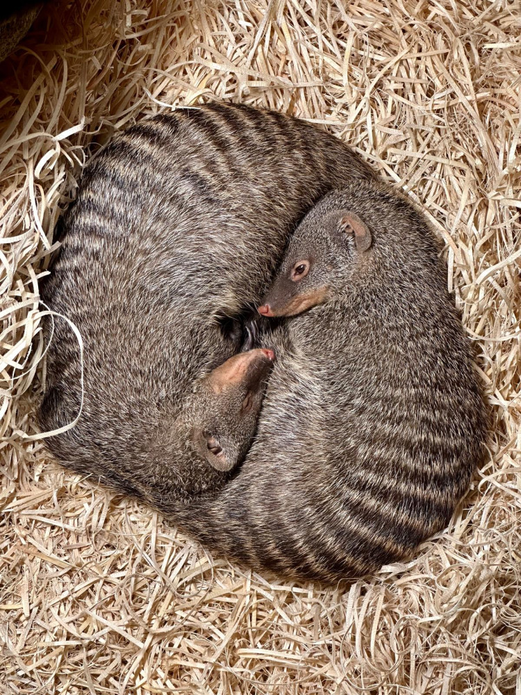 FOTO: Ostravský pavilon Tanganika opět přístupný. I se stydlivými mangustami