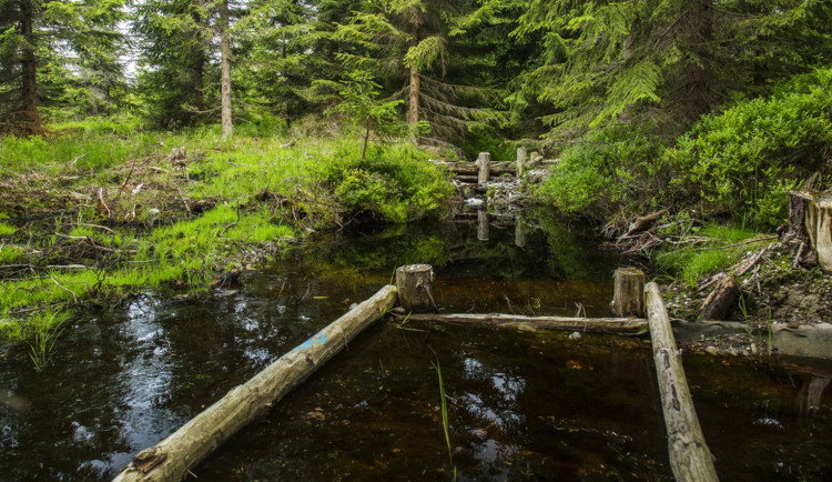 Projekt revitalizace mokřadů v Krkonoších bojuje v soutěži Adapterra Awards