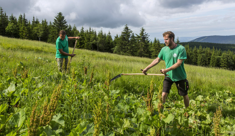 Krkonoše bojují proti invazním druhům rostlin. Pomoct může i samotná veřejnost