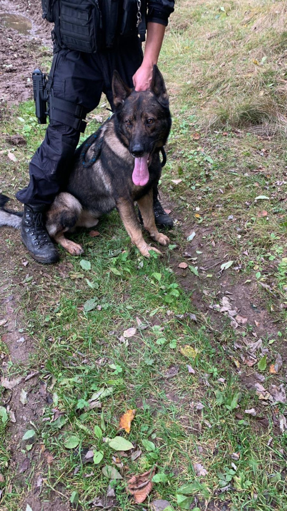 Migranti chtěli přes Šumavu do Německa, cestu jim zablokoval nakladač s dřívím