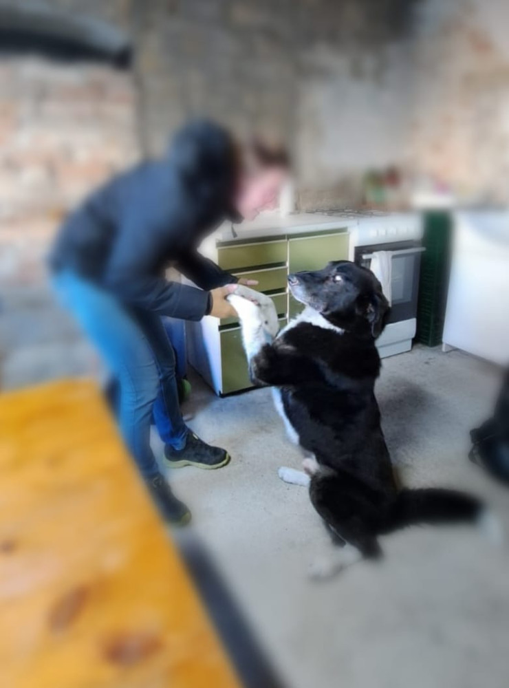 VIDEO: Benny, kterého někdo zastřelil a pohřbil, je hvězdou dobročinného klipu. Policie už má stopy k pachateli