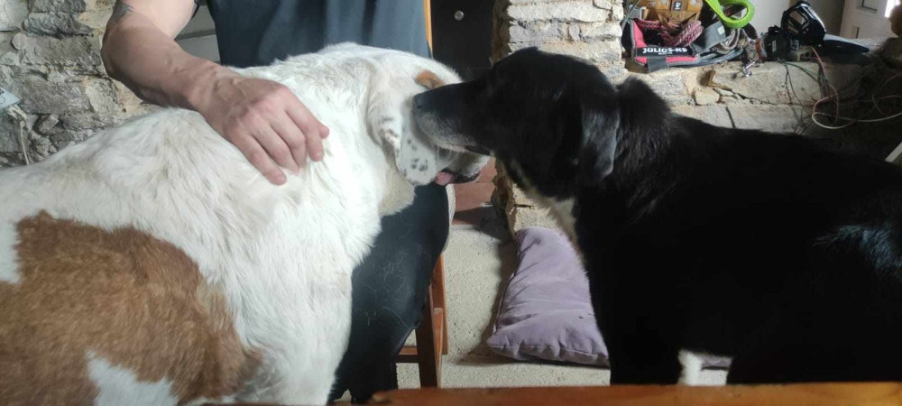 VIDEO: Benny, kterého někdo zastřelil a pohřbil, je hvězdou dobročinného klipu. Policie už má stopy k pachateli