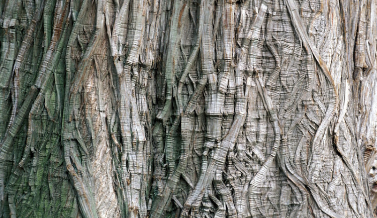 Architekti: Expo se stane místem, kde lidé pocítí energii stromů