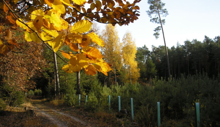 Navrhovaná novela zákona o lesích přináší pozitivní změny, pozapomněla ale na pomoc drobným vlastníkům lesů
