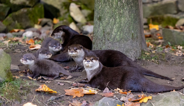 Ostravská vydří rodina se rozrostla. Zoologická zahrada odchovává tři mláďata nejmenší vydry