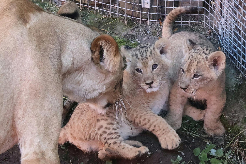 VIDEO: V hodonínské zoo se prohánějí tři nová lvíčata. Návštěvníci už je mohou vidět