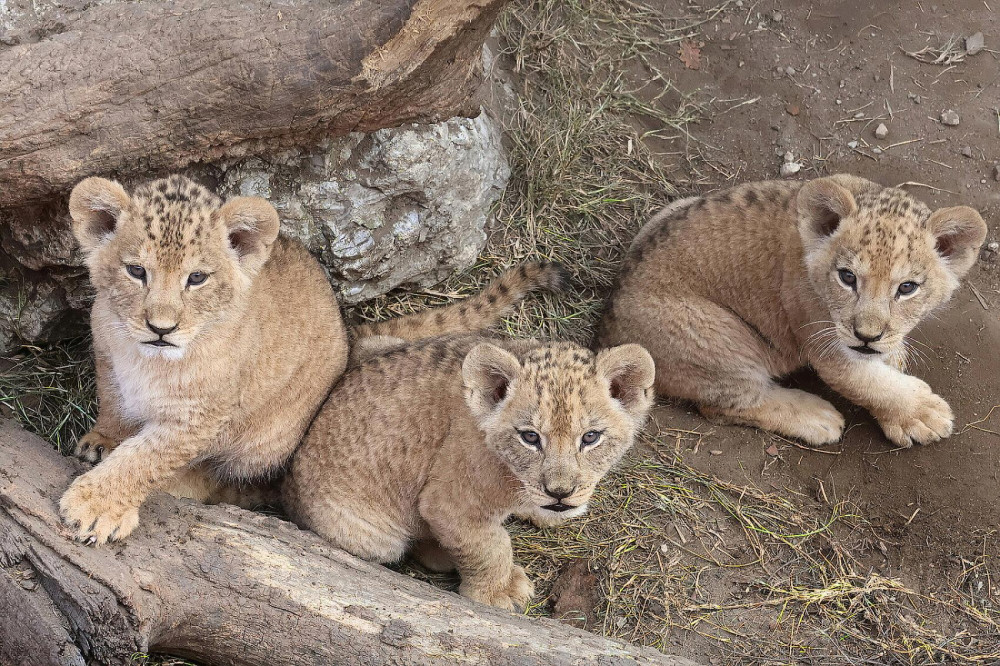 VIDEO: V hodonínské zoo se prohánějí tři nová lvíčata. Návštěvníci už je mohou vidět