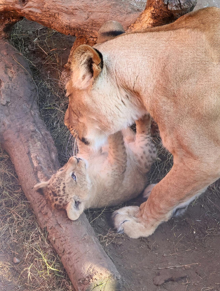 VIDEO: V hodonínské zoo se prohánějí tři nová lvíčata. Návštěvníci už je mohou vidět