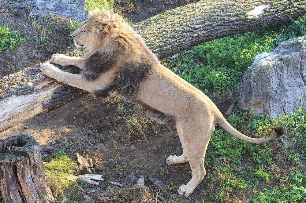 VIDEO: V hodonínské zoo se prohánějí tři nová lvíčata. Návštěvníci už je mohou vidět
