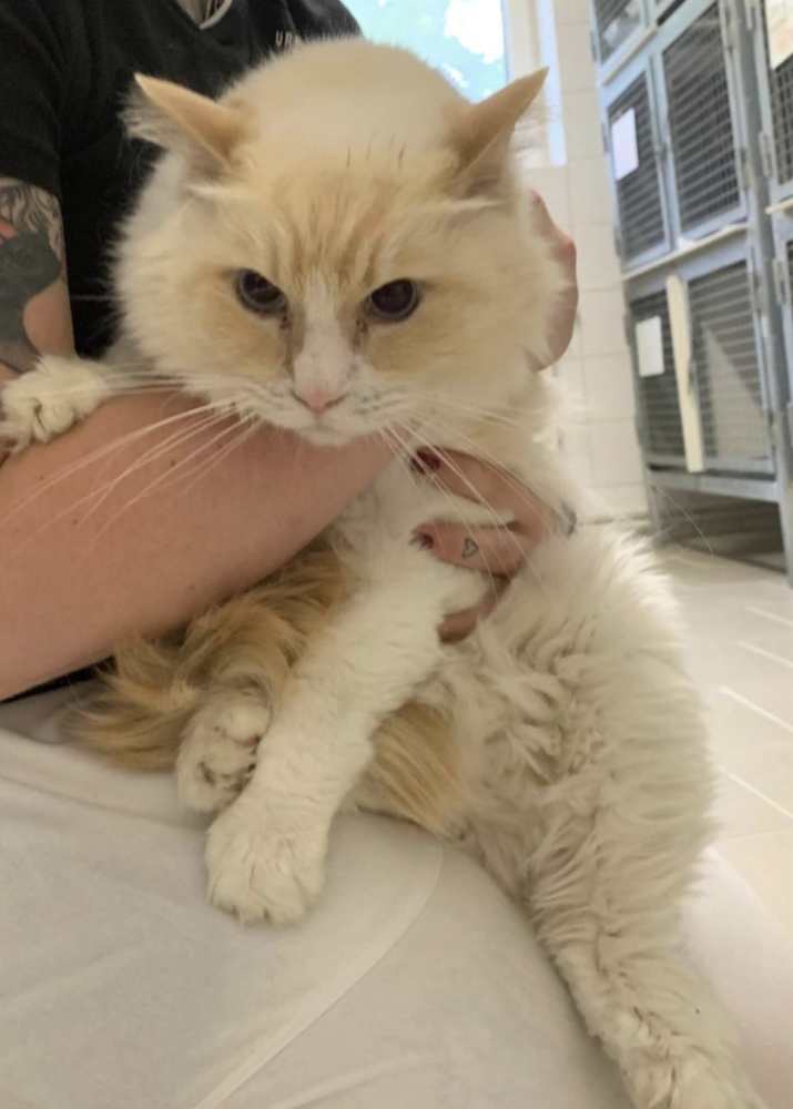 Zhrzený muž vzal bývalé partnerce tři kočky, napsal na ně adoptuj mě a nechal je v parku