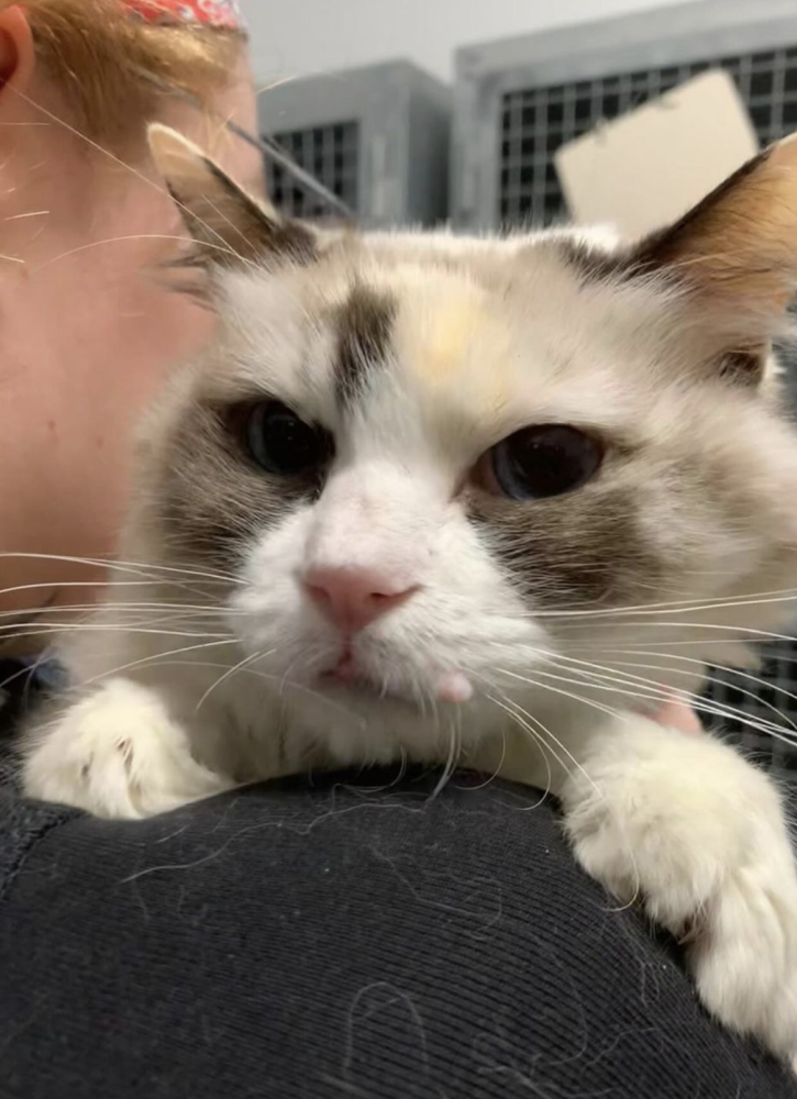 Zhrzený muž vzal bývalé partnerce tři kočky, napsal na ně adoptuj mě a nechal je v parku