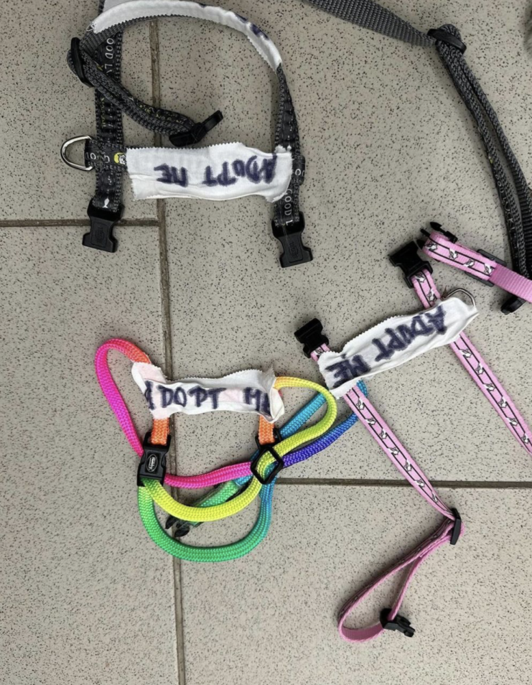 Zhrzený muž vzal bývalé partnerce tři kočky, napsal na ně adoptuj mě a nechal je v parku