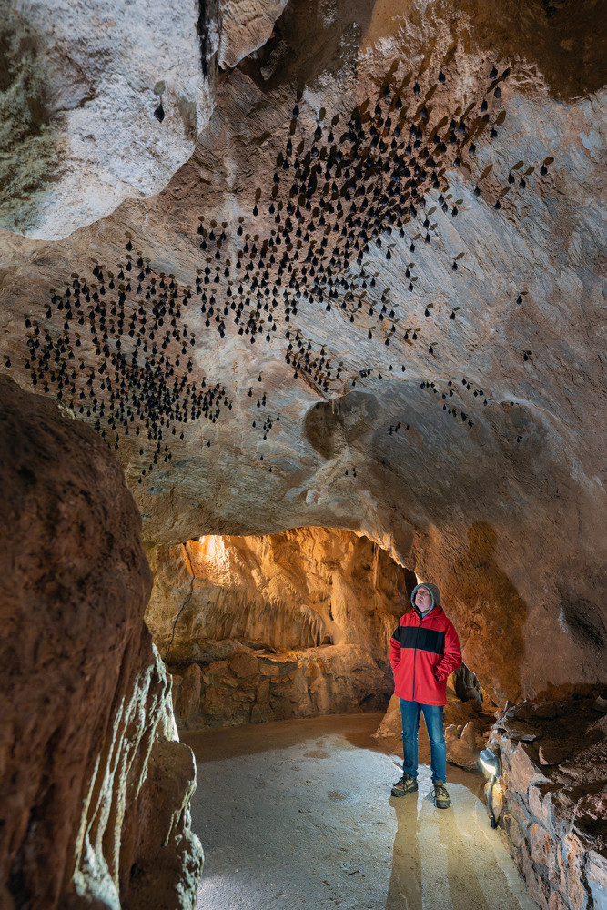 Největší úkryt pro netopýry a vrápence. V Javoříčských jeskyních zimují tisíce letounů