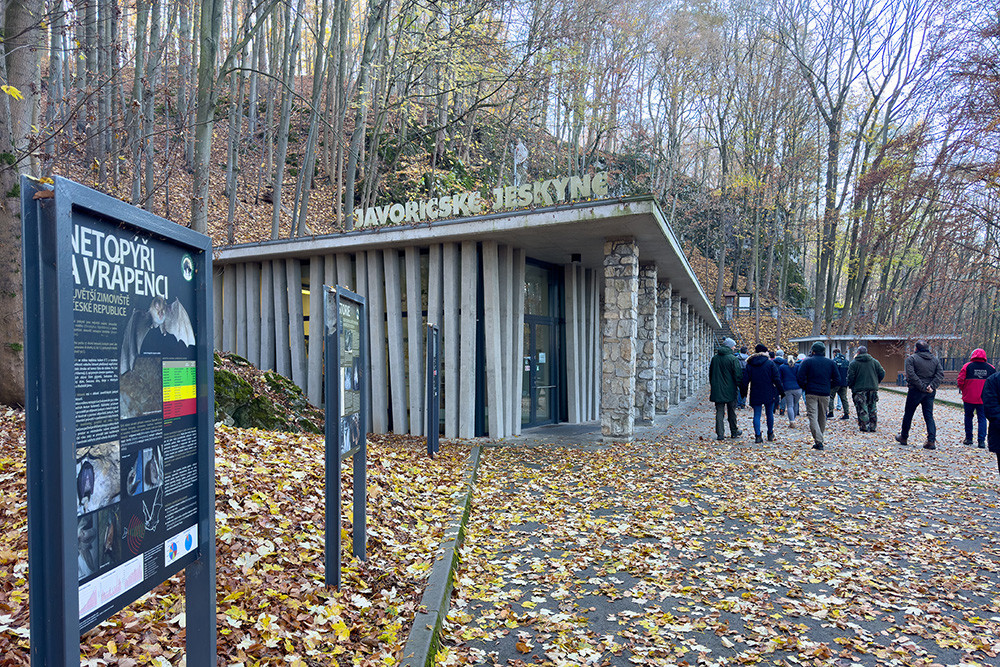 Největší úkryt pro netopýry a vrápence. V Javoříčských jeskyních zimují tisíce letounů
