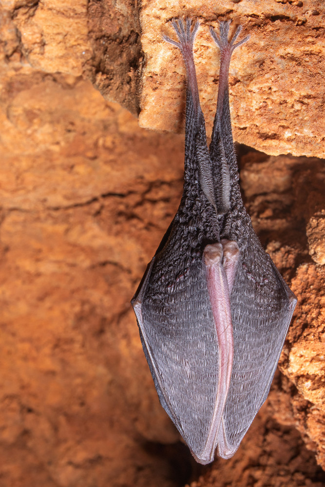 Největší úkryt pro netopýry a vrápence. V Javoříčských jeskyních zimují tisíce letounů